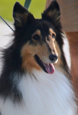 Pets Portraits