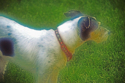 Pets Portraits