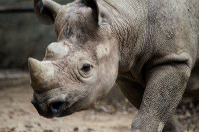 Aquarium / Zoo / Africa