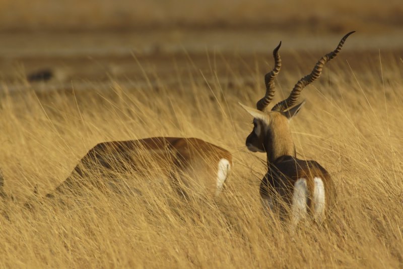 blackbuck
