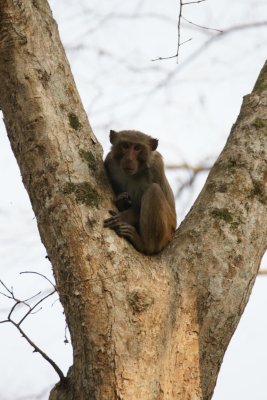 rhesus macaque