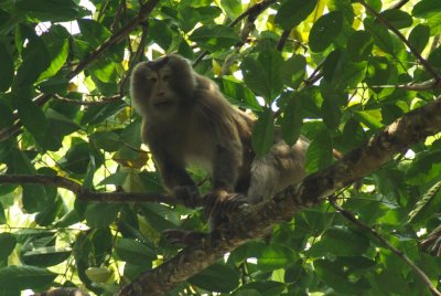 pig-taled macaque