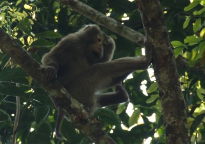 pig-taled macaque