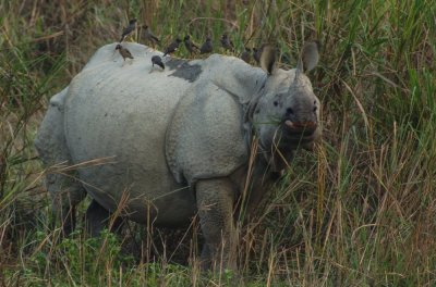 Indian rhinoceros