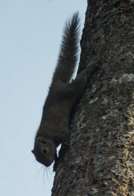 hoary bellied squirrel