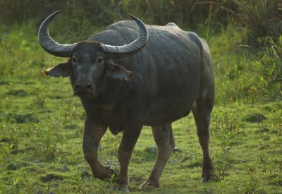 asiatic wild buffalo