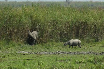 Indian rhinoceros