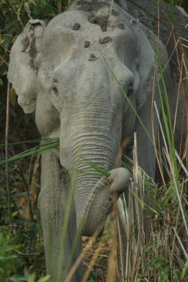 asiatic elephant 