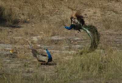 indian peafowl