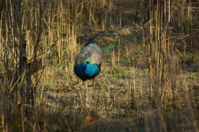 indian peafowl