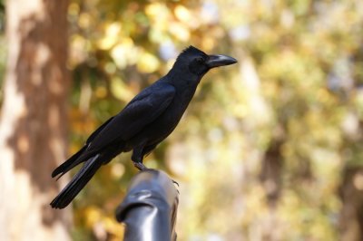 large billed crow