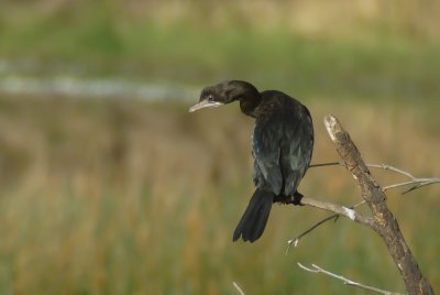 little cormorant