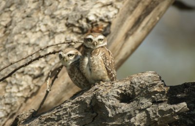 little owlet