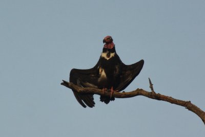 red headed vulture