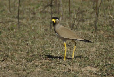 yellow whattled lapwing
