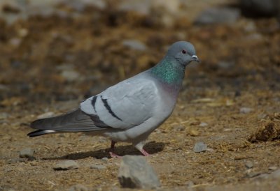 hill pigeon