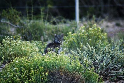 geoffreys cat