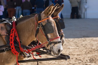 ANDALUSIA HORSES