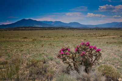 Colorado Cactus