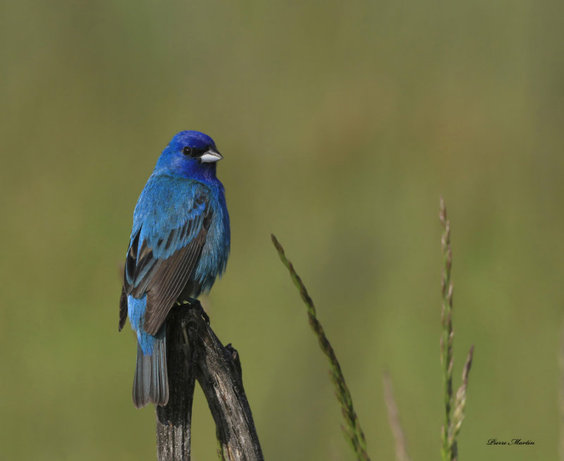 passerin indigo - indigo bunting