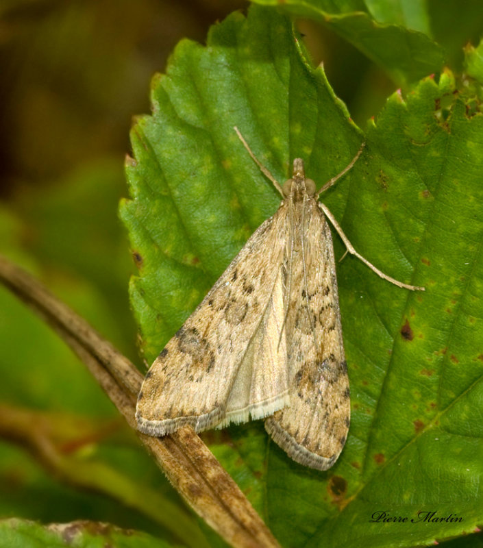 Lucerne moth - Nomophila nearctica (5156)