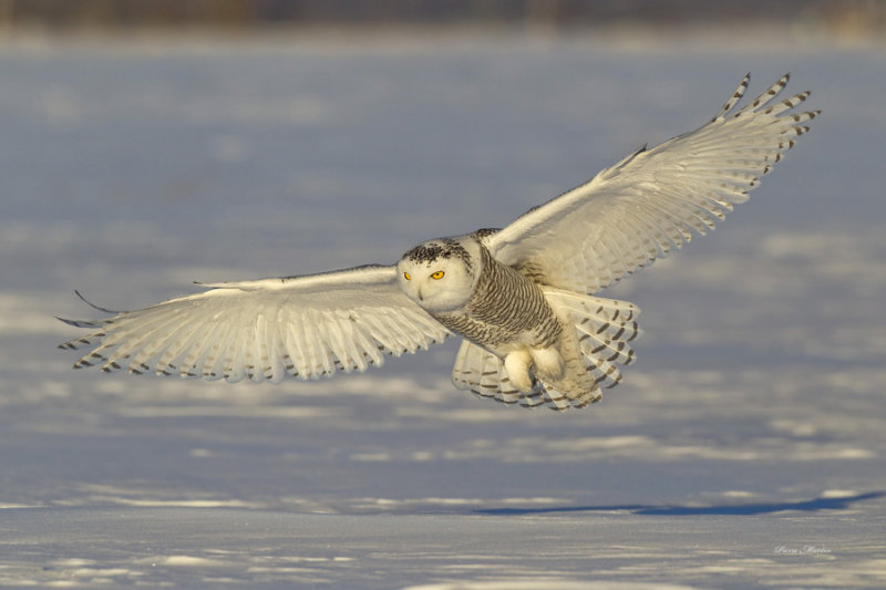 harfang - snowy owl