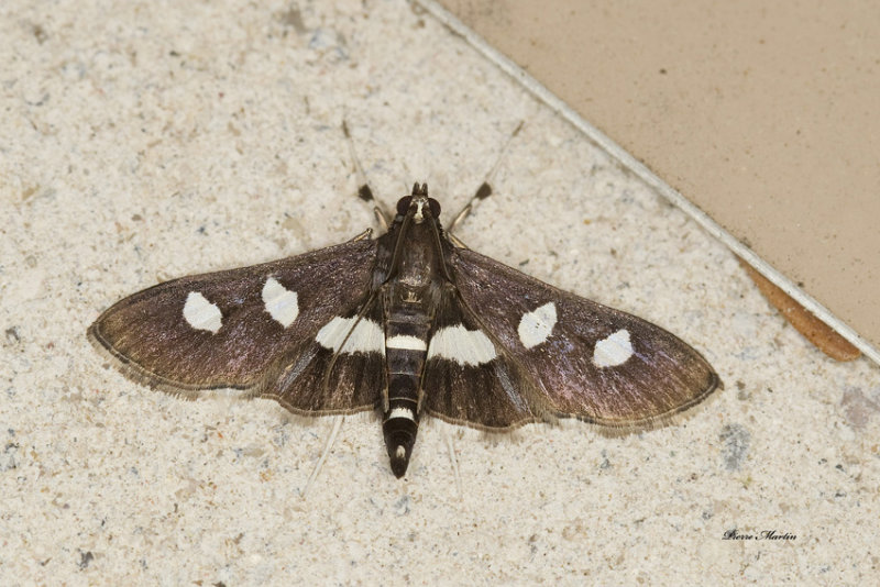 grape leaffolder - Desmia funeralis (5159)