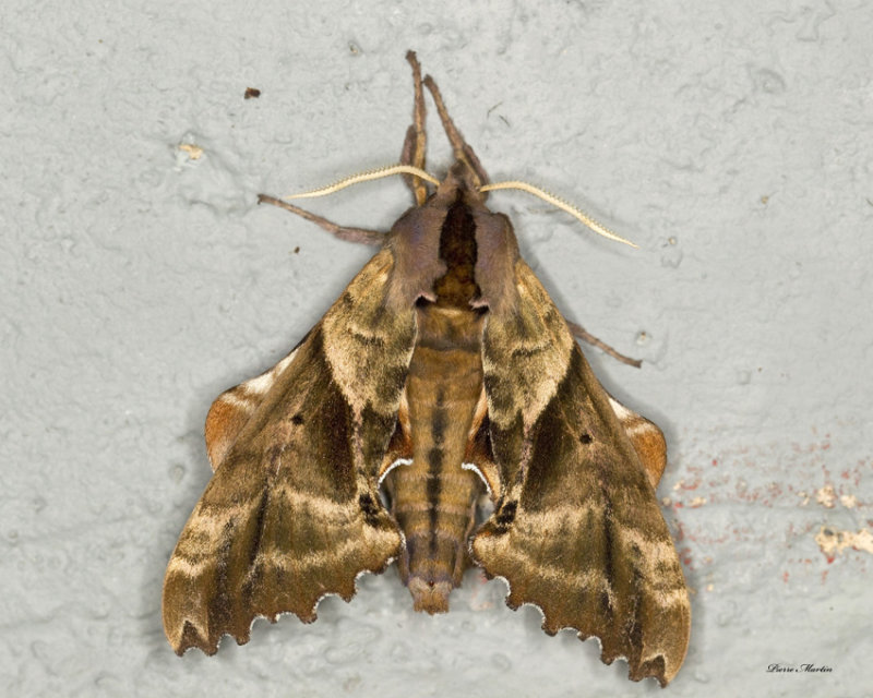 sphinx aveugle - Blind-eyed Sphinx Moth - Paonias excaecata (7824)