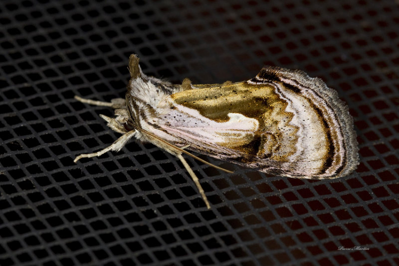Formosa Looper Moth - Chrysanympha formosa (8904)