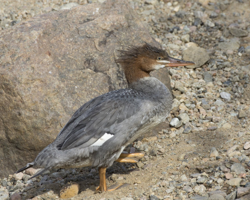 grand harle - common merganser