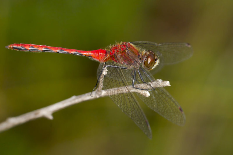 Symptrum claireur mle - White-Faced Meadowhawk male - Sympetrum Obtrusum