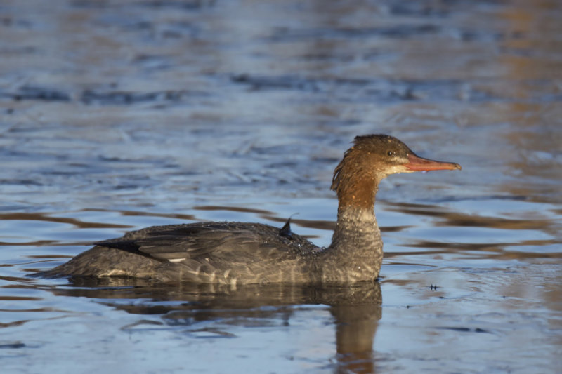 grand harle - common merganser