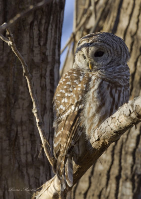chouette raye -  barred owl