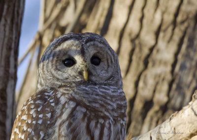 chouette raye -  barred owl 