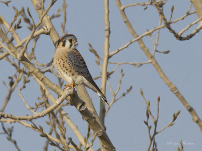 crcerelle d amrique - american kestrel 