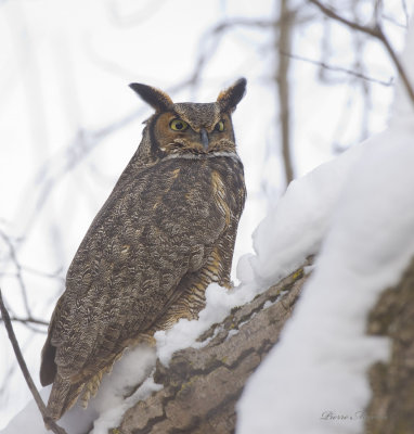 grand duc damrique - great horned owl