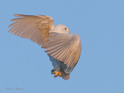 harfang des neiges - snowy owl