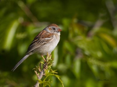 bruant des champs - field sparrow