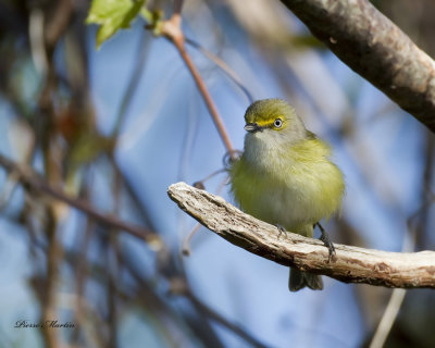 viro au yeux blancs - white eyed vireo