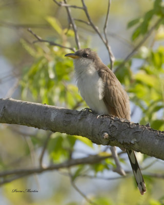 coulicou  bec jaune - yellow billed cuckoo