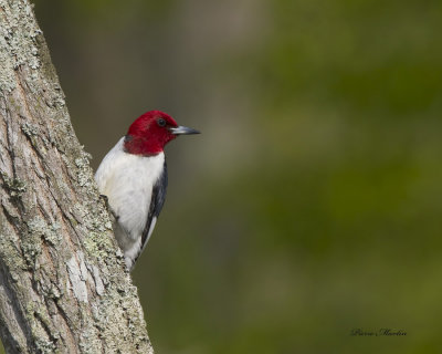 pic  tete rouge - red headed woodpecker