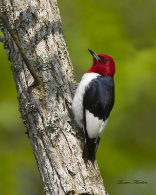 pic  tete rouge - red headed woodpecker