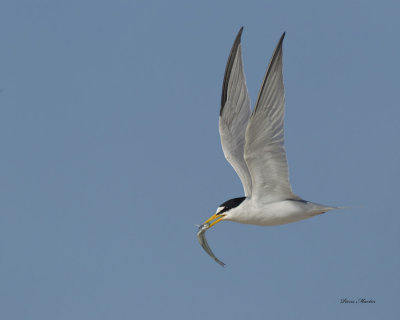 petite sterne - least tern