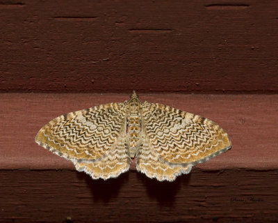 Chenille  tente du cerisier - Ferguson's Scallop Shell Moth - Rheumaptera prunivorata (7292)