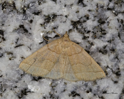 Dark Zanclognatha Moth - Zanclognatha obscuripennis (8347)
