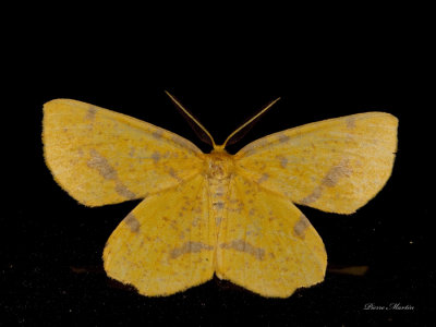 Gomtre safran - Crocus geometer - Xanthotype sospeta (6743)