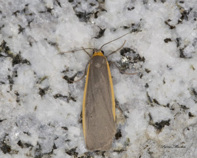 Lithosie bicolore - Bicolored moth - Eilema bicolor (8043)