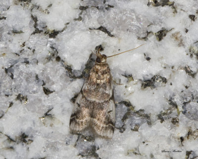 Leaf Crumpler Moth -Acrobasis indigenella (5651) 