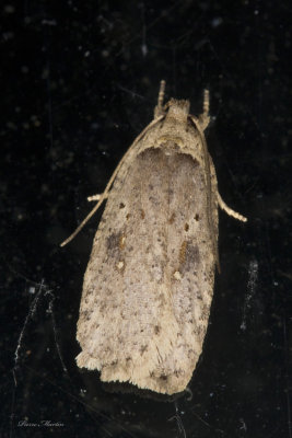Featherduster Agonopterix  Agonopterix pulvipennella (0867)