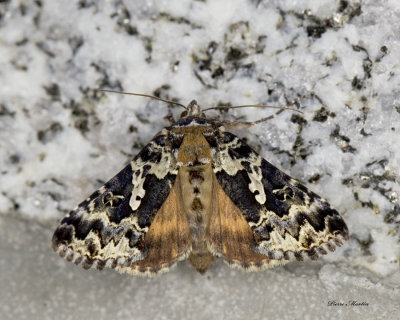 Autographe rectangle - Salt-and-Pepper Looper Moth - Syngrapha rectangula (8942)